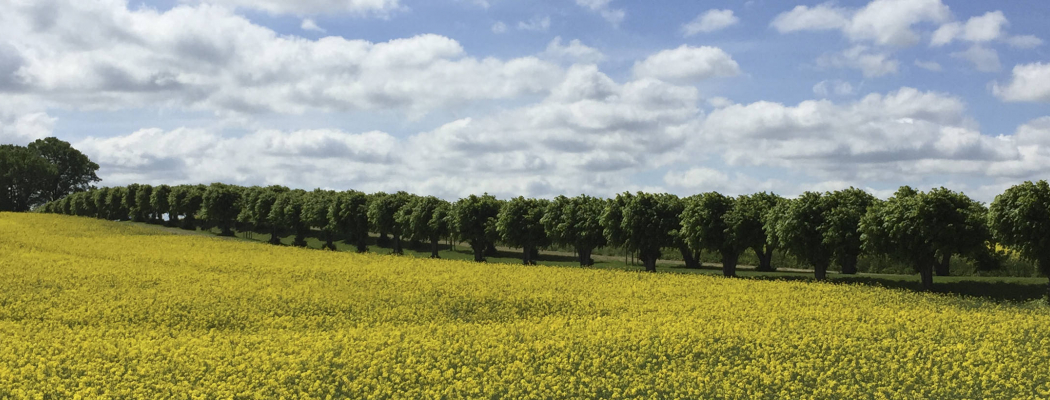 Eine Landschaft mit Bäumen und blauem Himmel